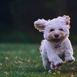 Air Capital Veterinary Clinic