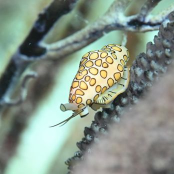 I Love Diving - Scuba Diving Near Me I Love Diving - Scuba Diving Near Me
