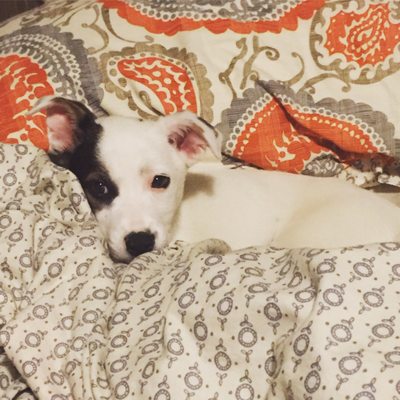 Lifeline Puppy Rescue by null