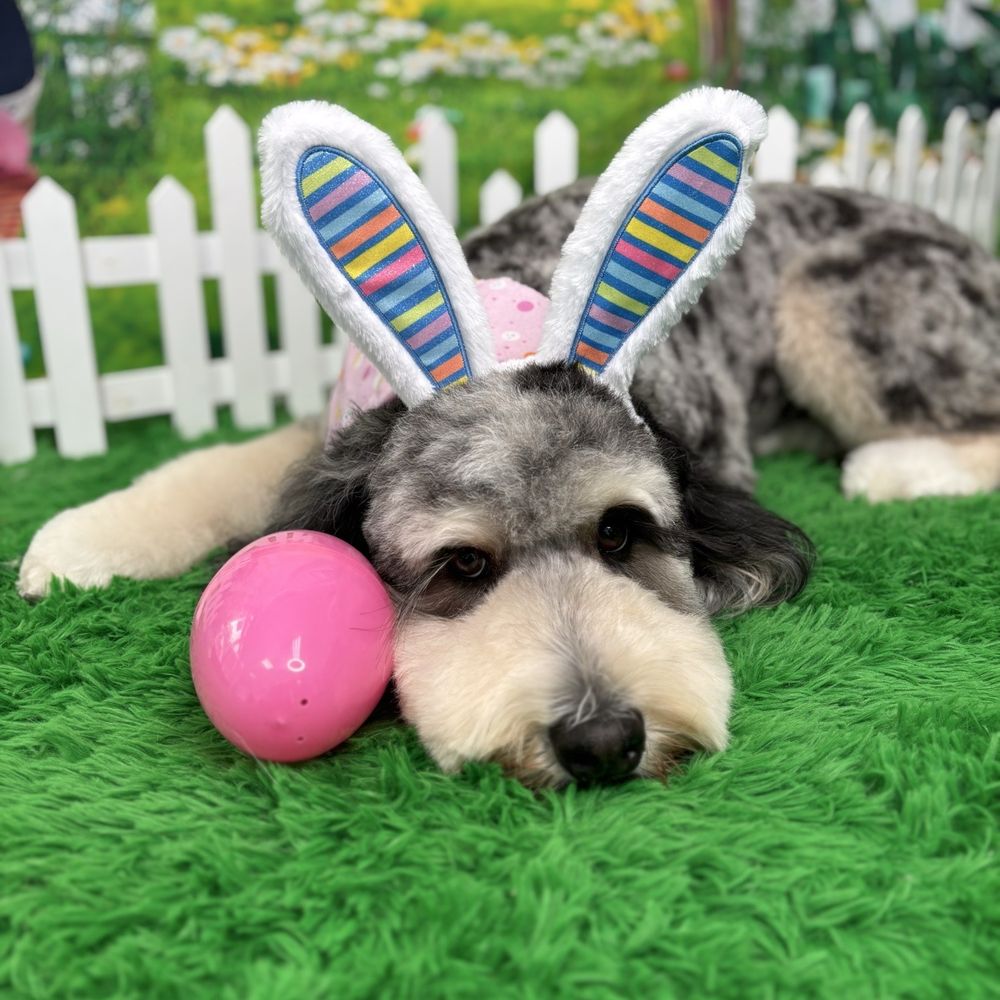 Royalty Pet Spa - Pet Groomers Near Me - Las Vegas, Nevada Royalty Pet Spa - Pet Groomers Near Me - Las Vegas, Nevada