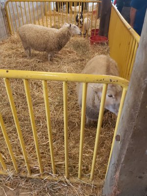 Markham Fairgrounds by null