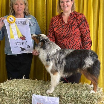 Texas Miniature Aussies - Pet Breeders Near Me Texas Miniature Aussies - Pet Breeders Near Me
