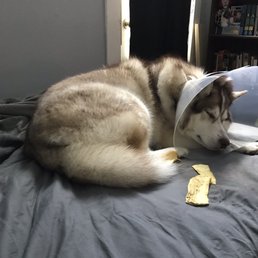 Home in bed after vet. Home in bed after vet.