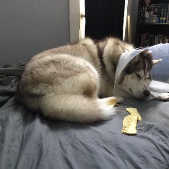 Primary Veterinary Care - Home in bed after vet. - Veterinarians Near Me - Gretna, Louisiana Primary Veterinary Care - Home in bed after vet. - Veterinarians Near Me - Gretna, Louisiana