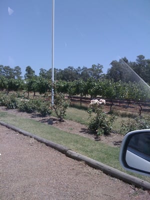 Brokenwood Wines by null