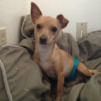 Kritter Kamp - Printz in his new fur-ever home! - Pet Adoption Near Me - Elk Grove, California