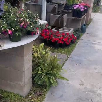 M & M Nursery - Variety of plants - Nurseries & Gardening Near Me - Orange, California M & M Nursery - Variety of plants - Nurseries & Gardening Near Me - Orange, California