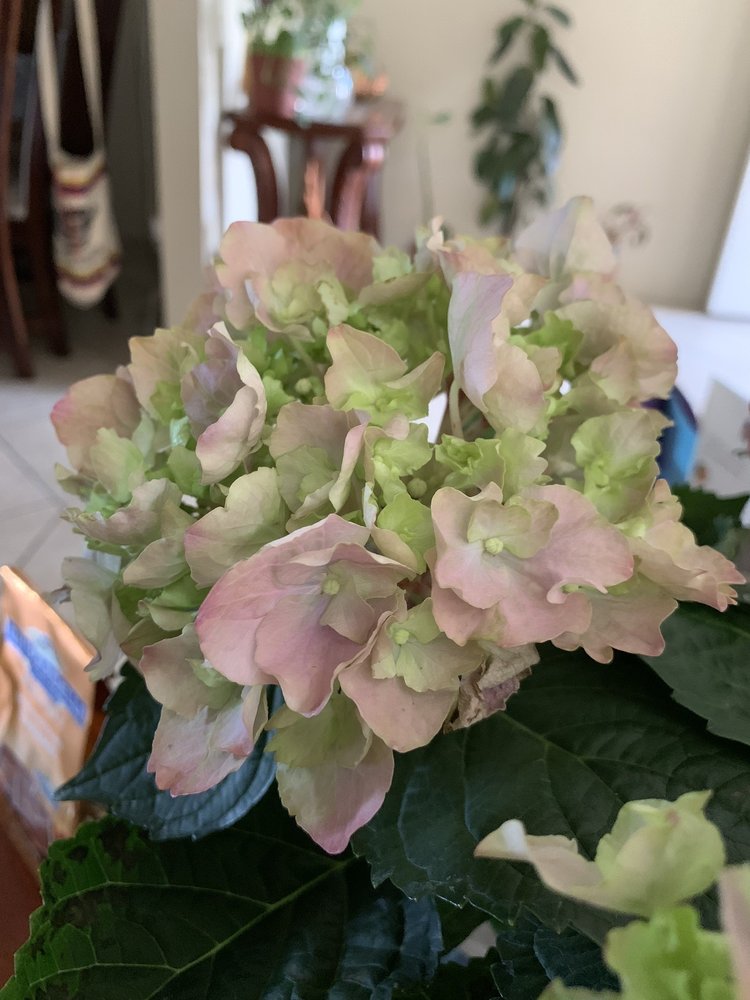 HIGHLAND HOUSE OF FLOWERS Updated September 2024 19 Photos & 23