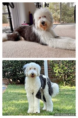 A DOG’S LIFE - Updated June 2024 - 1030 Juniper Lake Rd, West End ...