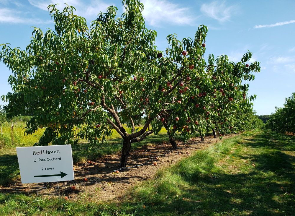 SCHULTZ FRUITRIDGE FARMS Updated August 2024 41 Photos & 14 Reviews