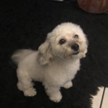 Vip Pet Shop - Teddy after her grooming here! - Pet Stores Near Me - Los Angeles, California