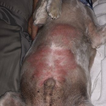 Doggi Dogi Spa - Pet Groomers Near Me - Fullerton, California