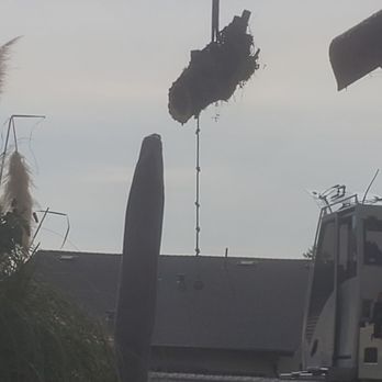 Steve's Tree Service - Say so long to the climbing rope from the cottonwood. - Tree Services Near Me - Ripon, California