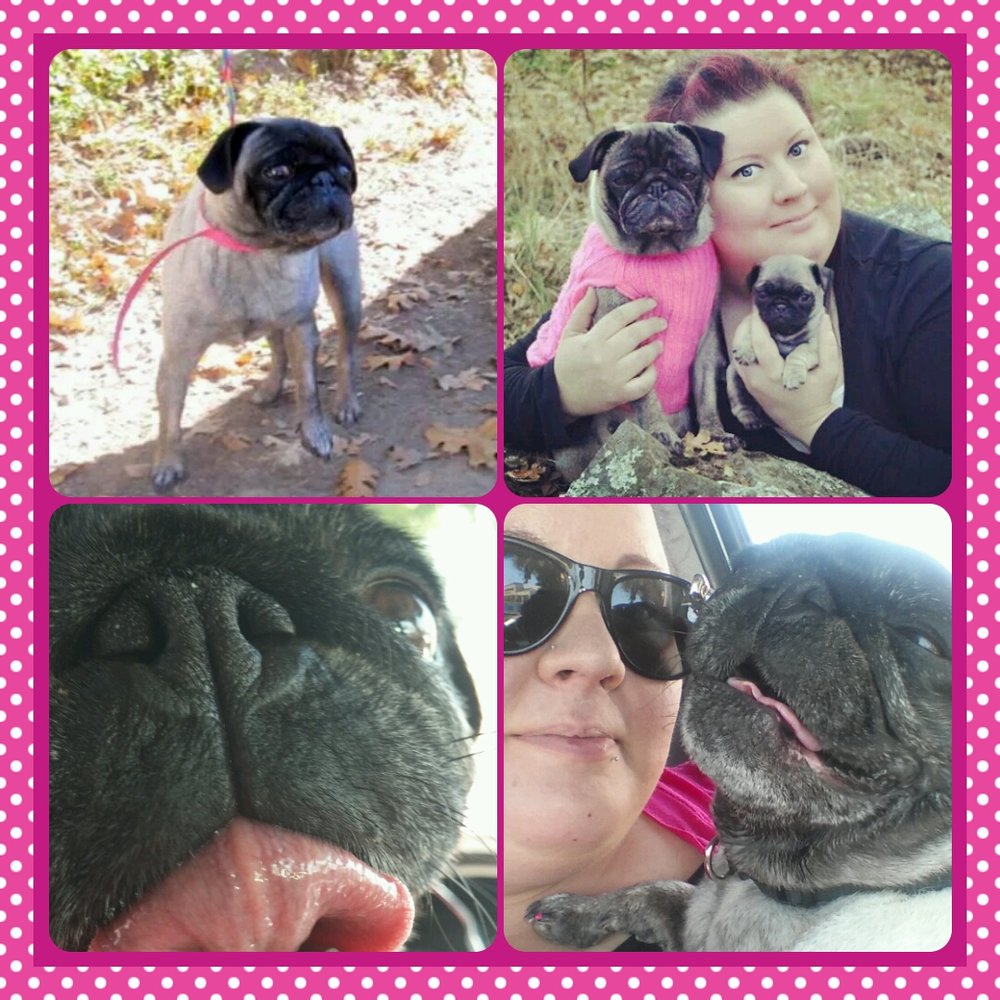Pets Without Partners - top left picture is when pets without partners had her. She is much happier and healthier now. Will never adopt from from PWP again! - Pet Adoption Near Me - Redding, California Pets Without Partners - top left picture is when pets without partners had her. She is much happier and healthier now. Will never adopt from from PWP again! - Pet Adoption Near Me - Redding, California