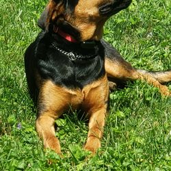 Dog Containment Systems