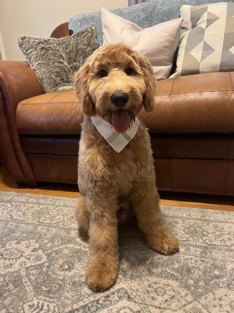 BUBBLES N BONES 27 Photos & 19 Reviews Stoneham, MA Yelp