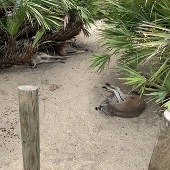 Brevard Zoo - Kangaroo habitat with a walk path - Zoos Near Me - Melbourne, Florida Brevard Zoo - Kangaroo habitat with a walk path - Zoos Near Me - Melbourne, Florida