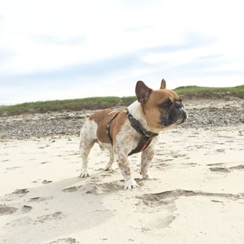 Rexhame Beach - Nino gives this beach four paws up! - Beaches Near Me - Marshfield, Massachusetts Rexhame Beach - Nino gives this beach four paws up! - Beaches Near Me - Marshfield, Massachusetts