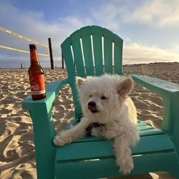 My dog loves it here.