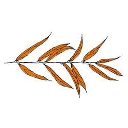 Wild Willow Wellness