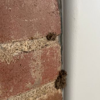 Michaels Pest Control - Termites coming out of the bricks - Pest Control Near Me - Independence, Missouri Michaels Pest Control - Termites coming out of the bricks - Pest Control Near Me - Independence, Missouri