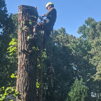 F&B Tree Service - Cutting huge tree - Tree Services Near Me F&B Tree Service - Cutting huge tree - Tree Services Near Me