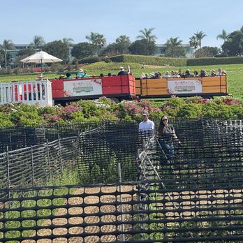 The Flower Fields - You can ride the train around the fields, or to the pick it yourself blueberry patch - Venues & Event Spaces Near Me - Carlsbad, California