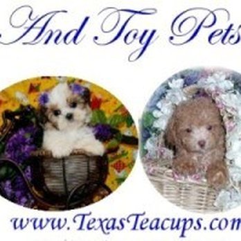 Teacup and Toy Pets Boutique - Pet Groomers Near Me - Wylie, Texas Teacup and Toy Pets Boutique - Pet Groomers Near Me - Wylie, Texas