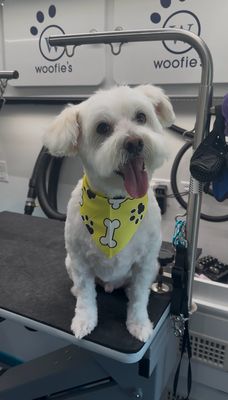 Mobile Pet Grooming - Pictures from our mobile pet grooming appointments Mobile Pet Grooming - Pictures from our mobile pet grooming appointments