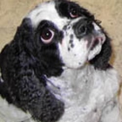 Doggie Doos & Daycare Too - "Maggie"