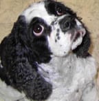 Doggie Doos & Daycare Too - pet boarding facility in Airway Heights, WA