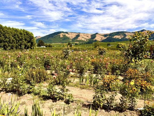 The Gorge White House by null