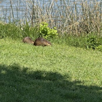 White Rock Lake - Beavers!! - Parks Near Me White Rock Lake - Beavers!! - Parks Near Me