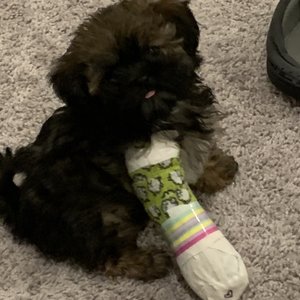 GURLEY ANIMAL CLINIC - 6445 Hwy 72 E, Gurley, Alabama - Veterinarians GURLEY ANIMAL CLINIC - 6445 Hwy 72 E, Gurley, Alabama - Veterinarians