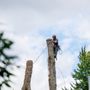 Sycamore Tree Care