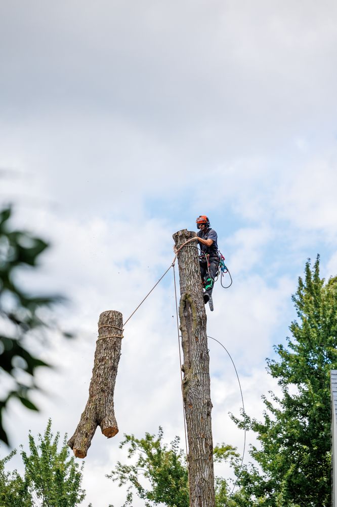 Sycamore Tree Care - tree service in Fort Wayne, IN