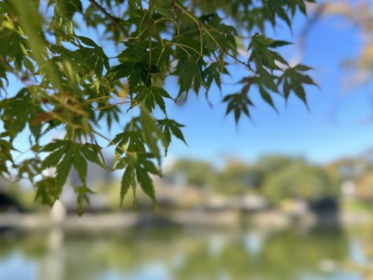 Suizenji Jojuen Garden by null