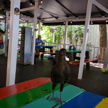 Cuban Coffee Queen - One of Key West's many chickens stopped to visit us as we ate. - Coffee & Tea Near Me - Key West, Florida