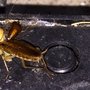 Photo of Halliday Pest Control