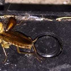 Halliday Pest Control - German Cockroach feeding on bait placement.