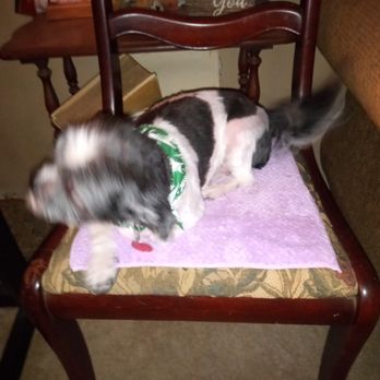 Doggie Doo's - Dixie back at home after her day at the groomers - Pet Groomers Near Me - Perkins, Oklahoma