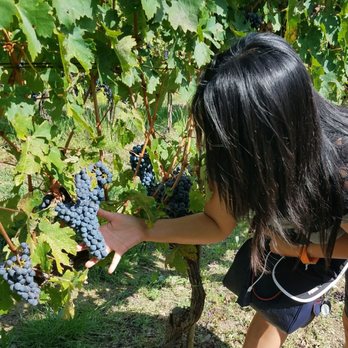 Boccon di Vino - Italian Near Me - Montalcino, SI Boccon di Vino - Italian Near Me - Montalcino, SI