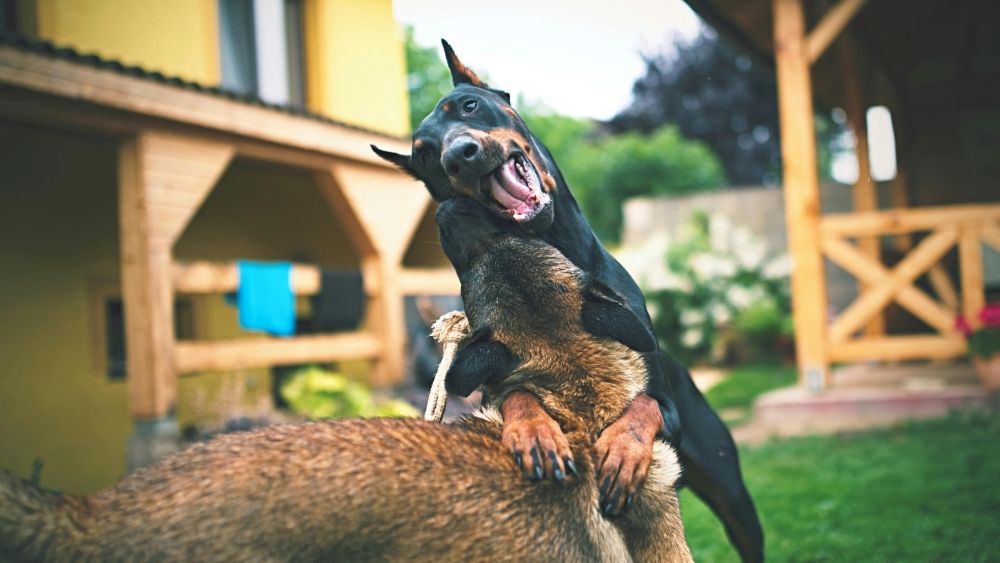 Poop Removal - pet boarding facility in Tuscaloosa, AL