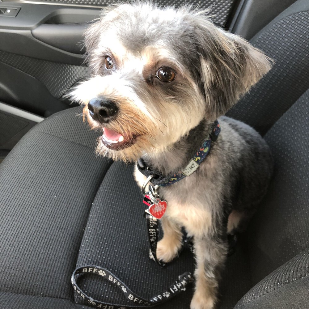 PetSmart - On the way home after grooming! - Pet Groomers Near Me - Monrovia, California PetSmart - On the way home after grooming! - Pet Groomers Near Me - Monrovia, California