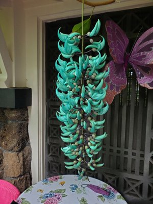 Manoa Valley Inn by null