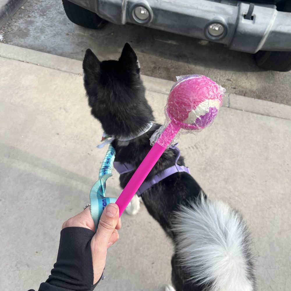 Pin Up Pets - Pet Groomers Near Me - Chandler, Arizona Pin Up Pets - Pet Groomers Near Me - Chandler, Arizona