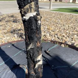 Holland Gardens - The tree was wrapped with tar paper when it was purchased two years ago. I see that it was to hide a major defect in the trunk.