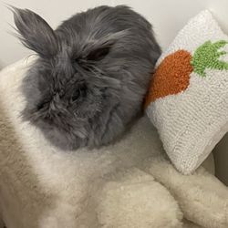 Yeargan Pet Cremation Services - My sweet Ebbie