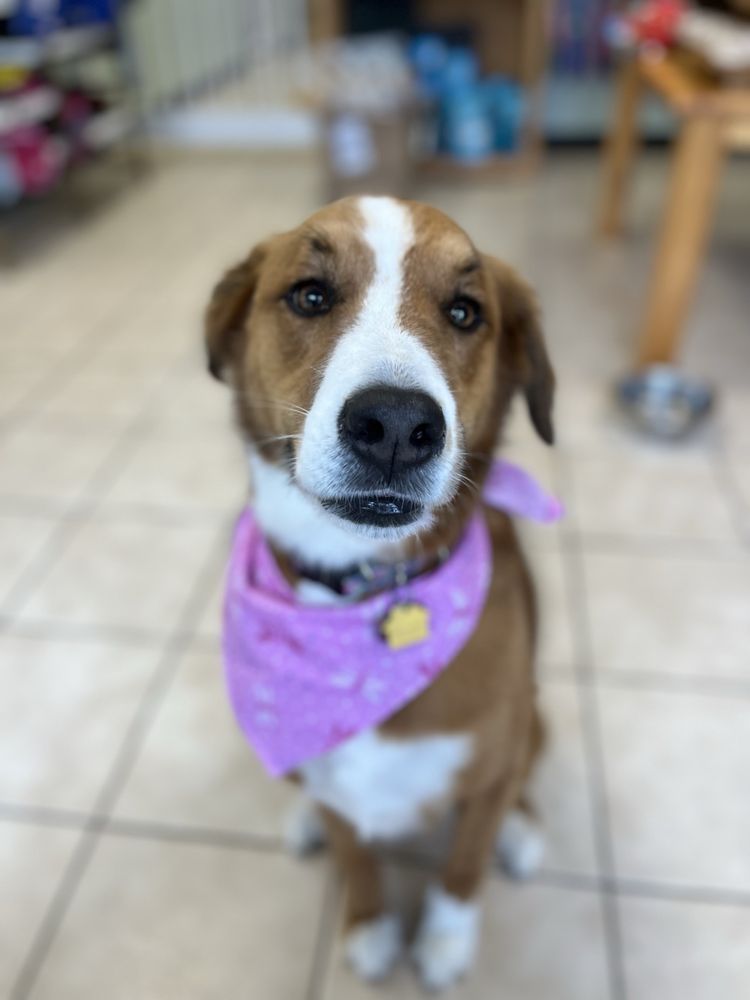 ONE PAW AWAY Updated September 2024 128 Speedwell Ave, Morristown, New Jersey Pet Stores