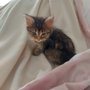 Photo of Gentle Touch Animal Hospital